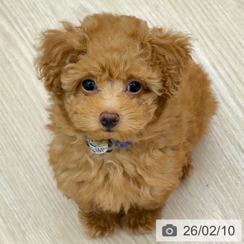 京都府のトイプードル(トイ) (ペットプラス 京都桂川店/2025年11月25日生まれ/男の子/レッドフォーン)の子犬の4枚目の画像