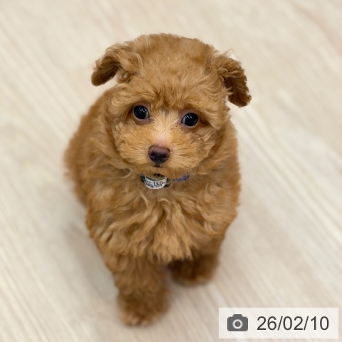 京都府のトイプードル(トイ) (ペットプラス 京都桂川店/2025年11月25日生まれ/男の子/レッドフォーン)の子犬の3枚目の画像