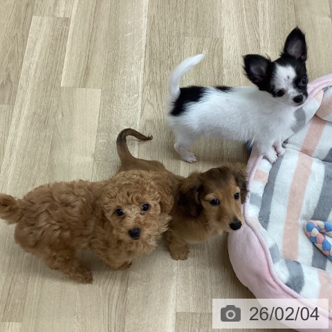 新潟県のトイプードル(トイ) (ペットプラス 新潟南店/2025年11月25日生まれ/男の子/レッドフォーン)の子犬の3枚目の画像