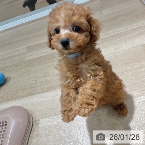 トイ・プードルの写真