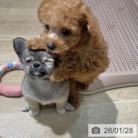 トイ・プードルの写真