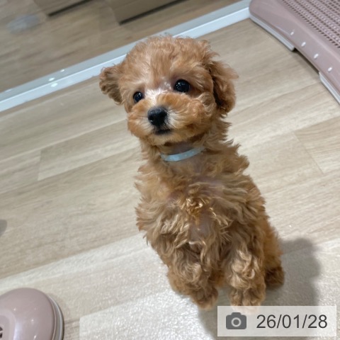 トイ・プードルの写真