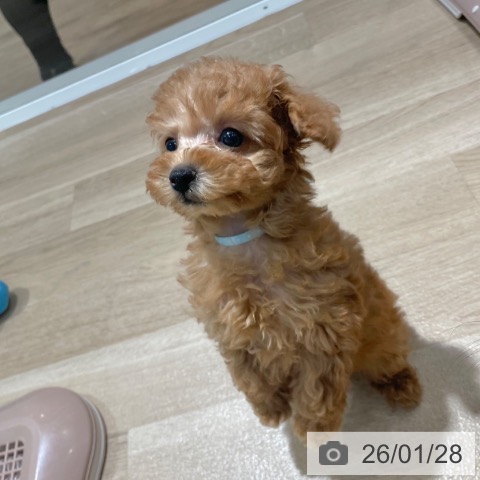 大阪府のトイプードル(トイ) (ペットプラス イオン大日店/2025年11月25日生まれ/女の子/レッドフォーン)の子犬の4枚目の画像