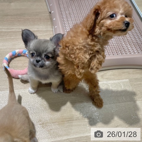 大阪府のトイプードル(トイ) (ペットプラス イオン大日店/2025年11月25日生まれ/女の子/レッドフォーン)の子犬の3枚目の画像