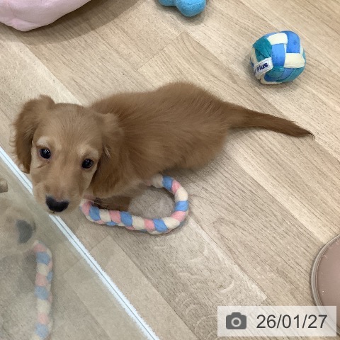 大阪府のミニチュアダックスフンド(ロング) (ペットプラス 鶴見店/2025年11月25日生まれ/男の子/イエロー)の子犬の4枚目の画像