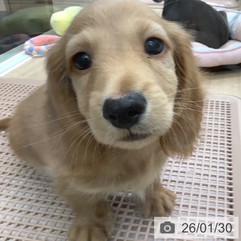 大阪府のミニチュアダックスフンド(ロング) (ペットプラス 鶴見店/2025年11月25日生まれ/男の子/イエロー)の子犬の3枚目の画像