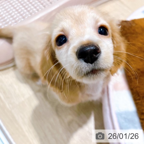 大阪府のミニチュアダックスフンド(ロング) (ペットプラス イオン大日店/2025年11月25日生まれ/女の子/イエロー)の子犬の4枚目の画像