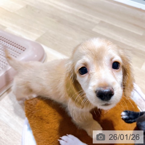 大阪府のミニチュアダックスフンド(ロング) (ペットプラス イオン大日店/2025年11月25日生まれ/女の子/イエロー)の子犬の3枚目の画像