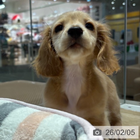 大阪府のミニチュアダックスフンド(ロング) (ペットプラス イオン大日店/2025年11月25日生まれ/女の子/イエロー)の子犬の4枚目の画像