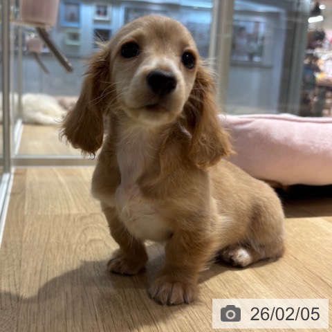 大阪府のミニチュアダックスフンド(ロング) (ペットプラス イオン大日店/2025年11月25日生まれ/女の子/イエロー)の子犬の3枚目の画像