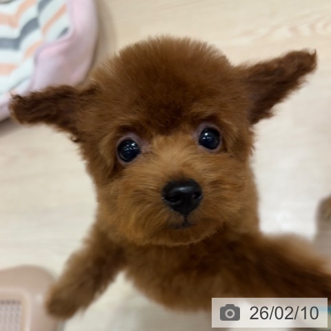 トイ・プードルの写真