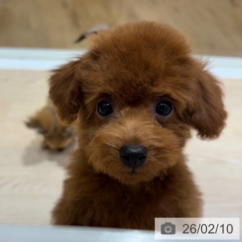 トイ・プードルの写真