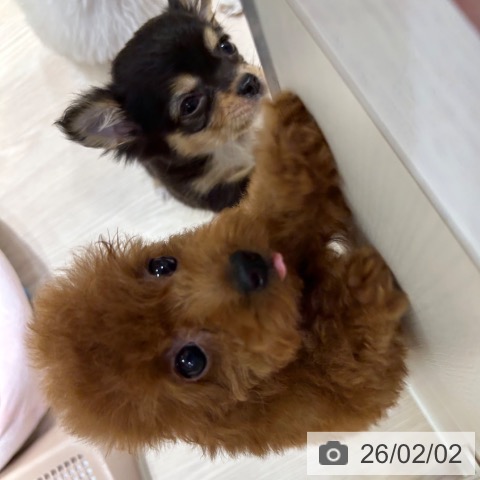 大阪府のトイプードル(トイ) (ペットプラス 堺鉄砲町店/2025年11月25日生まれ/男の子/レッドフォーン)の子犬の3枚目の画像