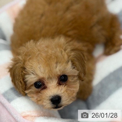 京都府のトイプードル(トイ) (ペットプラス 京都桂川店/2025年11月22日生まれ/男の子/オレンジフォーン)の子犬の4枚目の画像