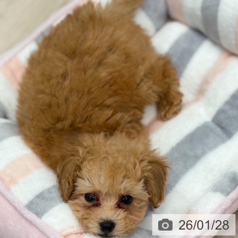 京都府のトイプードル(トイ) (ペットプラス 京都桂川店/2025年11月22日生まれ/男の子/オレンジフォーン)の子犬の3枚目の画像