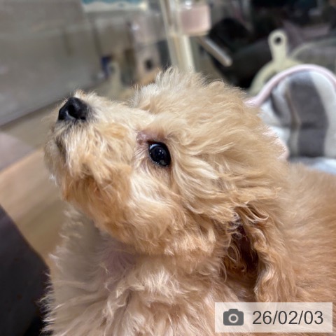 兵庫県のトイプードル(トイ) (ペットプラス 神戸三宮店/2025年11月19日生まれ/男の子/ペールフォーン)の子犬の3枚目の画像