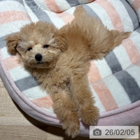 兵庫県のトイプードル(トイ) (ペットプラス 神戸三宮店/2025年11月19日生まれ/男の子/ペールフォーン)の子犬の3枚目の画像