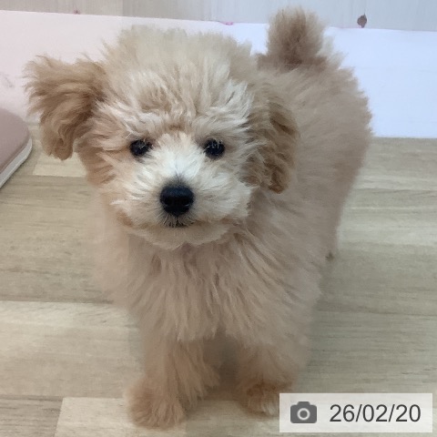 トイ・プードルの写真