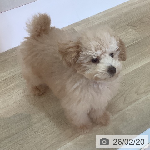 トイ・プードルの写真