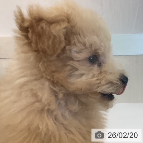 トイ・プードルの写真