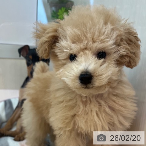 トイ・プードルの写真