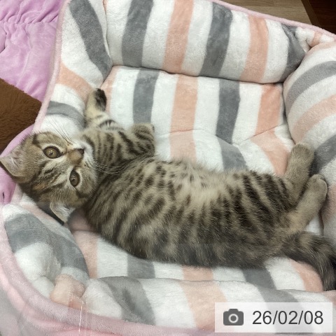 新潟県のスコティッシュフォールド (ペットプラス 新潟南店/2025年11月16日生まれ/女の子/ブラウンタビー)の子猫の3枚目の画像