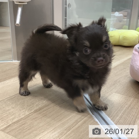 大阪府のチワワ(ロング) (ペットプラス 鶴見店/2025年11月26日生まれ/男の子/チョコレートタン)の子犬の4枚目の画像