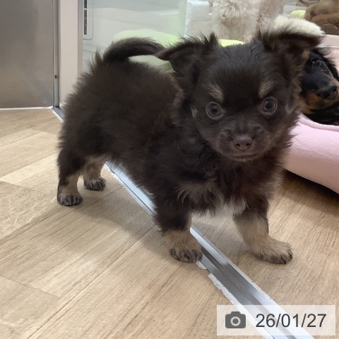 大阪府のチワワ(ロング) (ペットプラス 鶴見店/2025年11月26日生まれ/男の子/チョコレートタン)の子犬の3枚目の画像