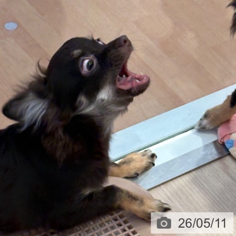 チワワの写真