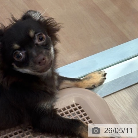 チワワの写真