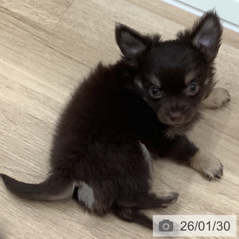 大阪府のチワワ(ロング) (ペットプラス 鶴見店/2025年11月26日生まれ/男の子/チョコレートタン)の子犬の4枚目の画像