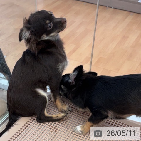 チワワの写真