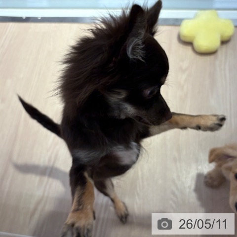 チワワの写真