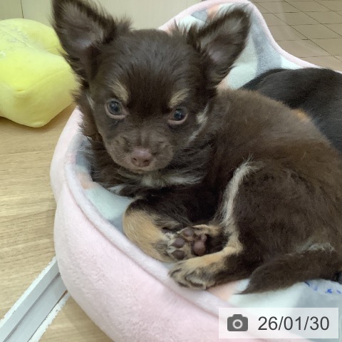 大阪府のチワワ(ロング) (ペットプラス 鶴見店/2025年11月26日生まれ/男の子/チョコレートタン)の子犬の3枚目の画像