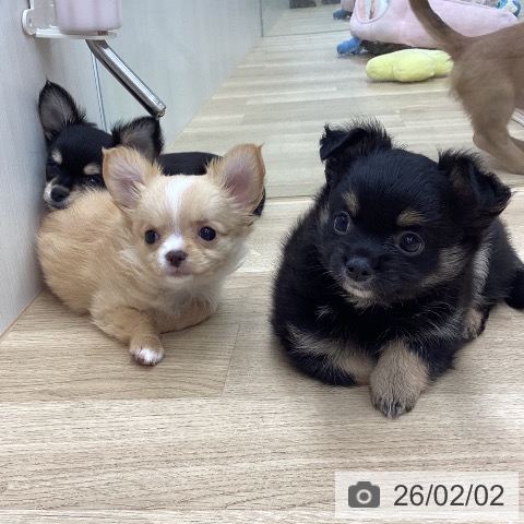 新潟県のチワワ(ロング) (ペットプラス 新潟南店/2025年11月26日生まれ/男の子/ブラックタン)の子犬の4枚目の画像