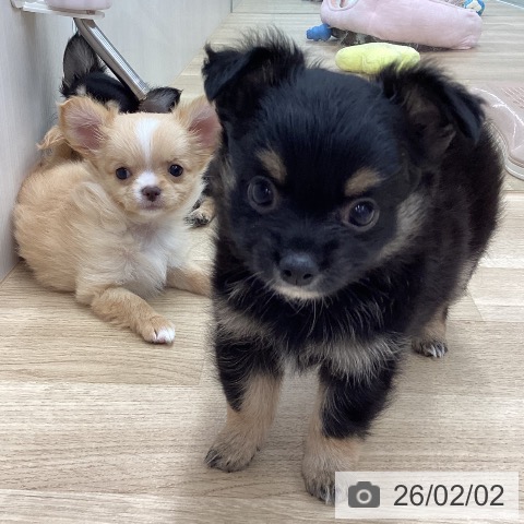 新潟県のチワワ(ロング) (ペットプラス 新潟南店/2025年11月26日生まれ/男の子/ブラックタン)の子犬の3枚目の画像