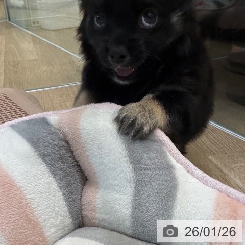 大阪府のチワワ(ロング) (ペットプラス 堺北花田店/2025年11月26日生まれ/男の子/ブラックタン)の子犬の4枚目の画像