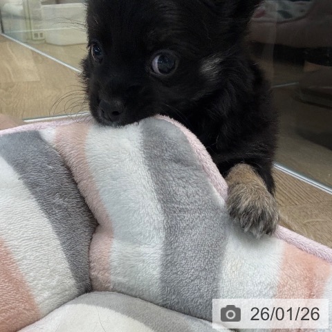 大阪府のチワワ(ロング) (ペットプラス 堺北花田店/2025年11月26日生まれ/男の子/ブラックタン)の子犬の3枚目の画像