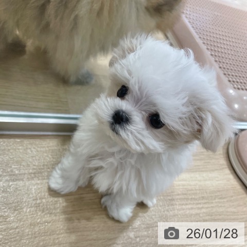 マルチーズの写真