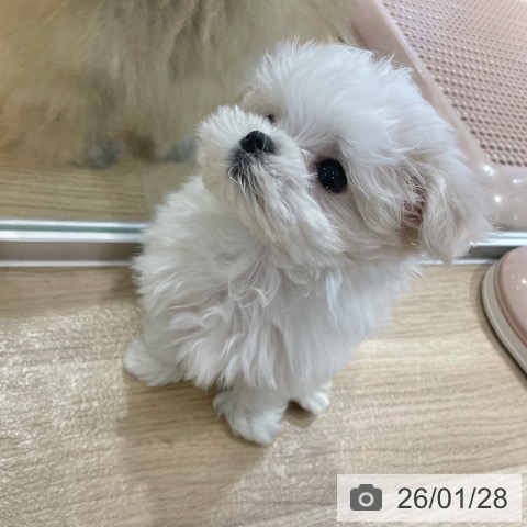 マルチーズの写真
