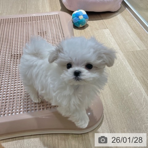 大阪府のマルチーズ (ペットプラス イオン大日店/2025年11月27日生まれ/女の子/ホワイト)の子犬の4枚目の画像