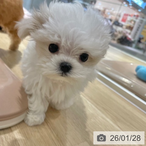 大阪府のマルチーズ (ペットプラス イオン大日店/2025年11月27日生まれ/女の子/ホワイト)の子犬の3枚目の画像