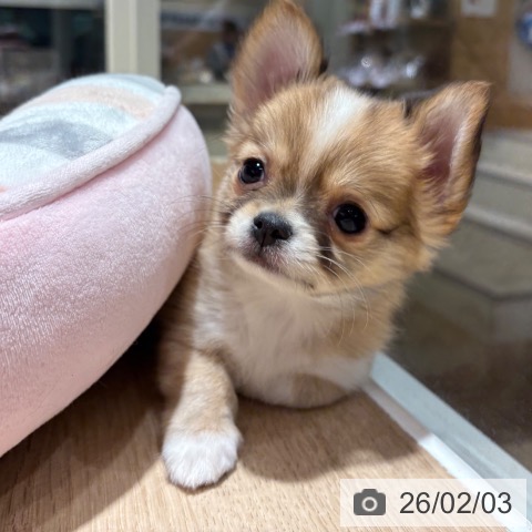 兵庫県のチワワ(ロング) (ペットプラス 神戸三宮店/2025年11月26日生まれ/男の子/レッドホワイト)の子犬の4枚目の画像