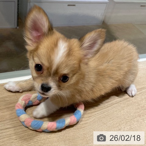 兵庫県のチワワ(ロング) (ペットプラス 神戸三宮店/2025年11月26日生まれ/男の子/レッドホワイト)の子犬の4枚目の画像