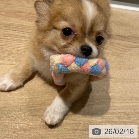 兵庫県のチワワ(ロング) (ペットプラス 神戸三宮店/2025年11月26日生まれ/男の子/レッドホワイト)の子犬の3枚目の画像