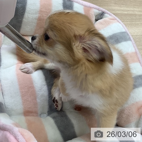 兵庫県のチワワ(ロング) (ペットプラス 明石店/2025年11月26日生まれ/男の子/レッドホワイト)の子犬の4枚目の画像