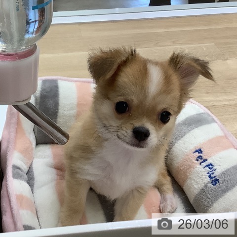 兵庫県のチワワ(ロング) (ペットプラス 明石店/2025年11月26日生まれ/男の子/レッドホワイト)の子犬の3枚目の画像