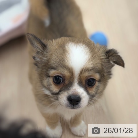 京都府のチワワ(ロング) (ペットプラス 京都桂川店/2025年11月26日生まれ/女の子/レッドホワイト)の子犬の4枚目の画像