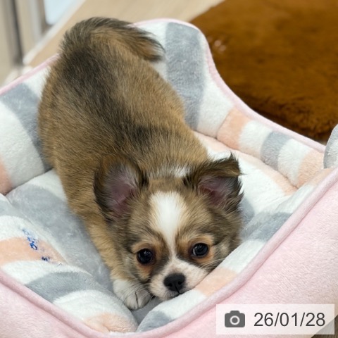 京都府のチワワ(ロング) (ペットプラス 京都桂川店/2025年11月26日生まれ/女の子/レッドホワイト)の子犬の3枚目の画像