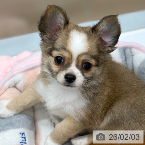 京都府のチワワ(ロング) (ペットプラス 京都桂川店/2025年11月26日生まれ/女の子/レッドホワイト)の子犬の3枚目の画像